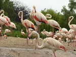 FZ029930 Greater flamingos (Phoenicopterus roseus).jpg